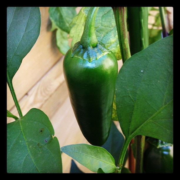 A jalapeno pepper from last years vegetable garden