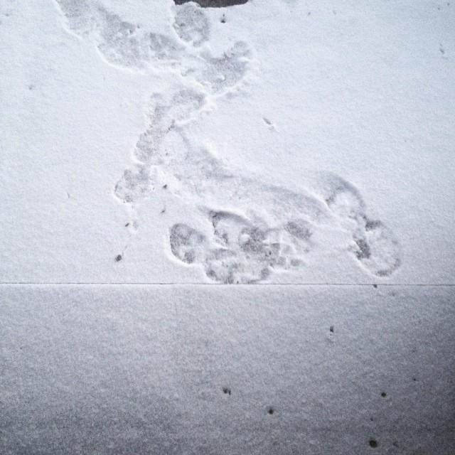 Strange footprints in the snow